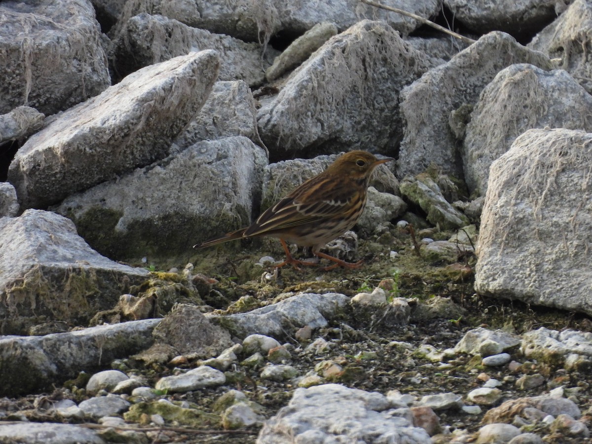 Pipit farlouse - ML644315734