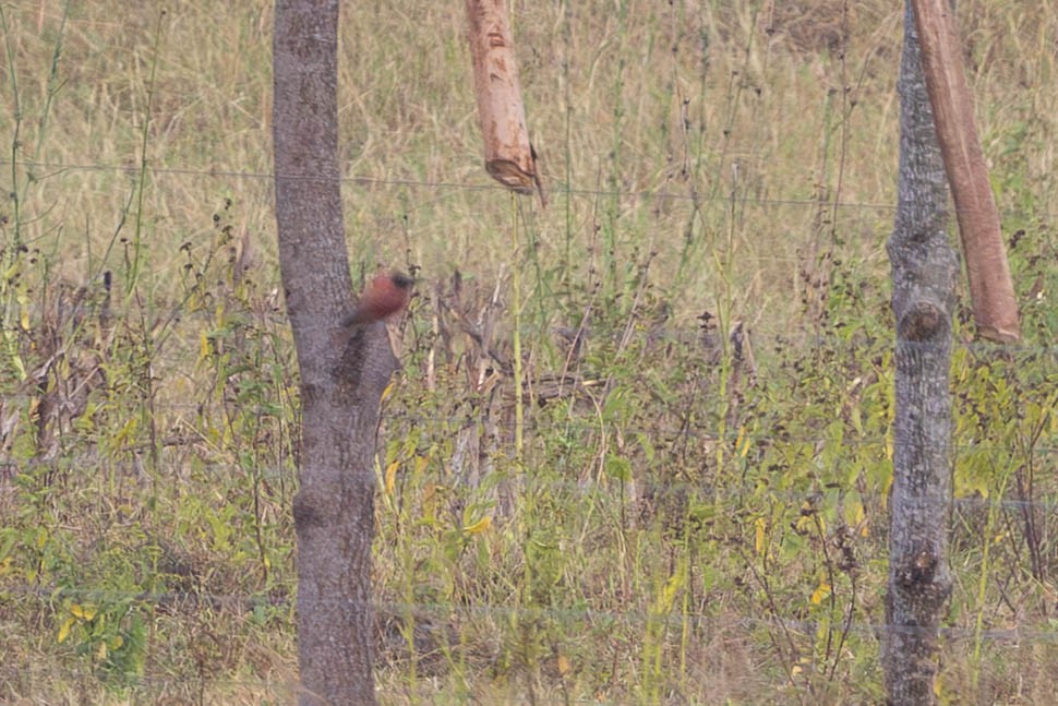 Guêpier écarlate - ML644315739