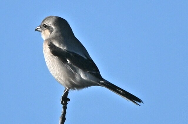 Pie-grièche boréale - ML644315741