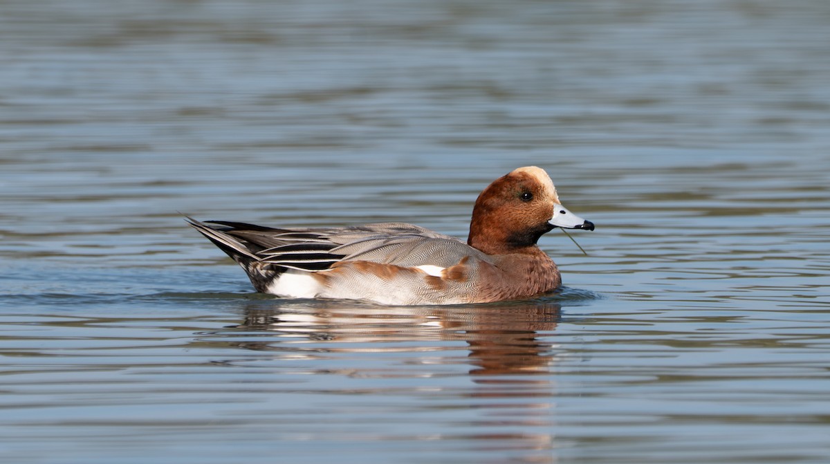 Canard siffleur - ML644315742