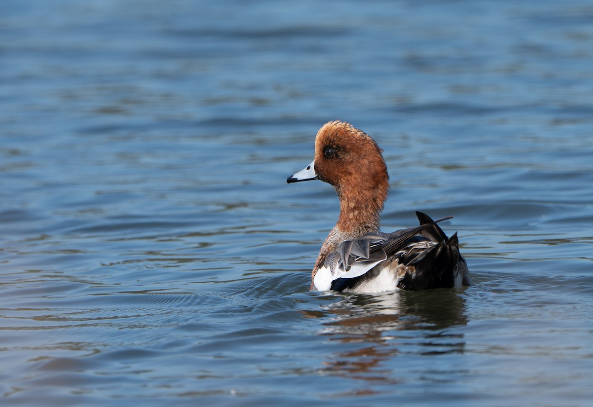 Canard siffleur - ML644315743