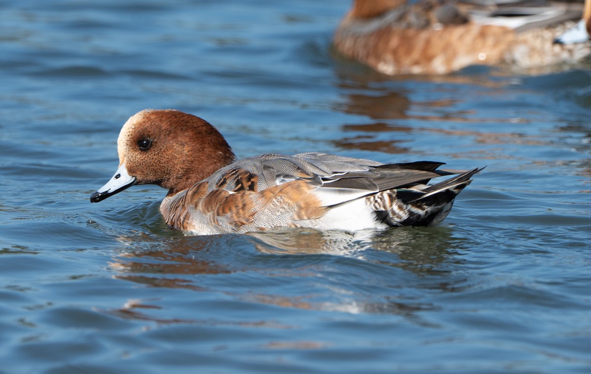 Canard siffleur - ML644315744