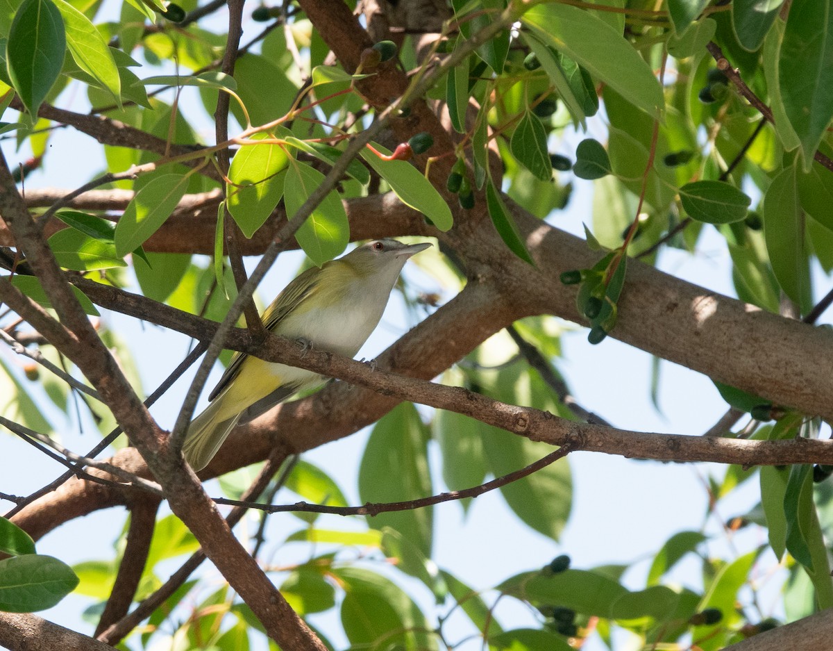 Yellow-green Vireo - ML644315746