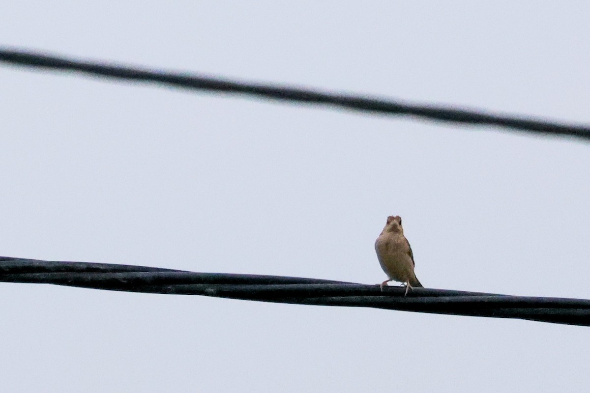 Bruant mélanocéphale - ML644315758