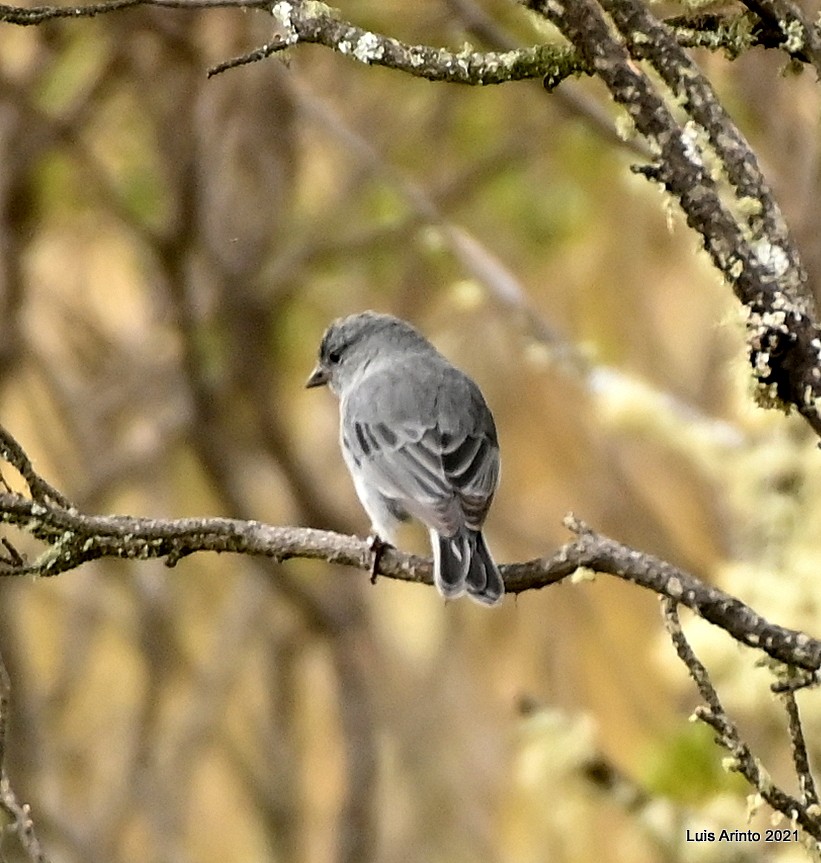 Haplospize gris-de-plomb - ML644315762