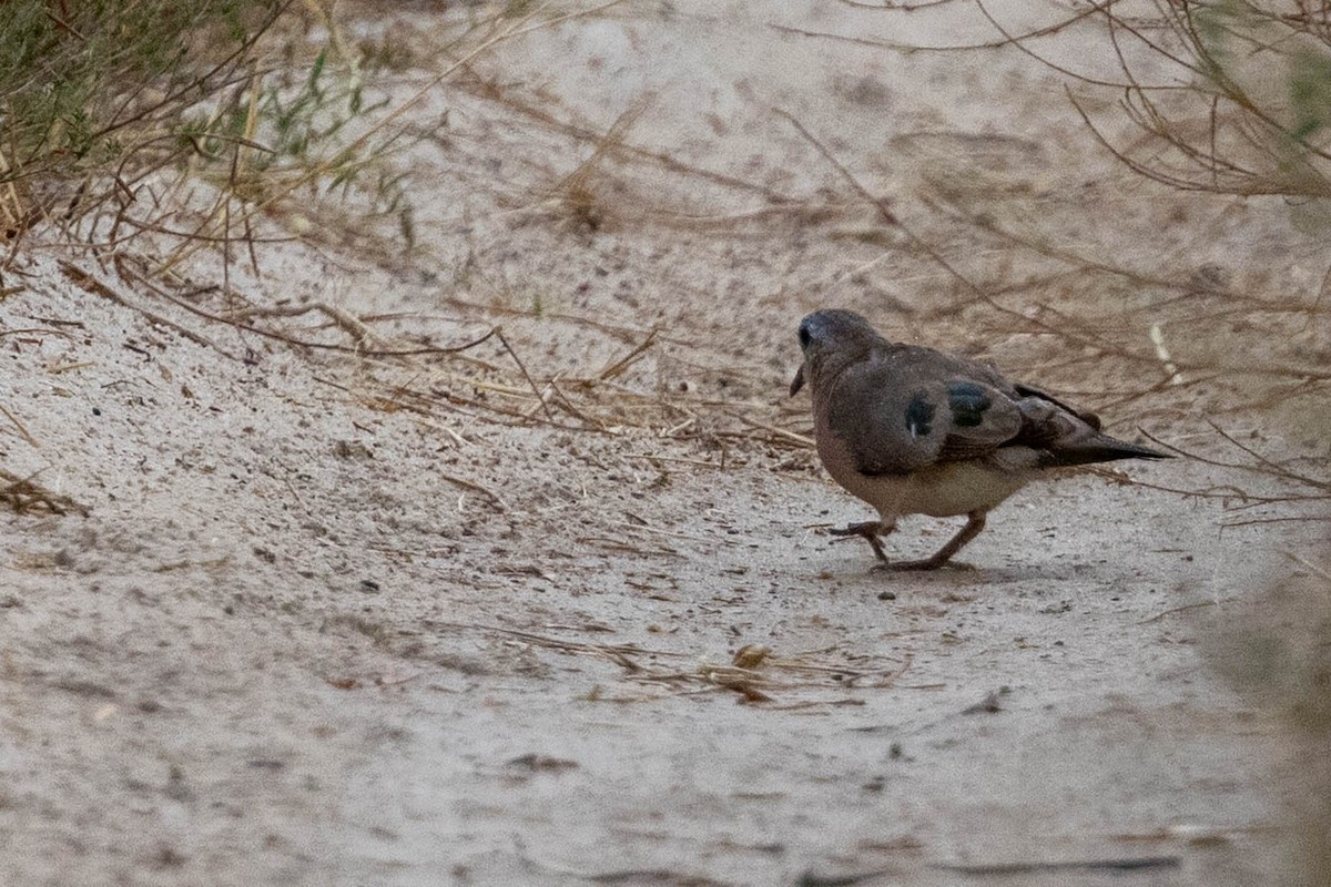 Yeşil Aynalı Kumru - ML644315772