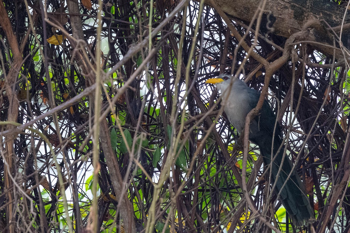 Green Malkoha - ML644315776
