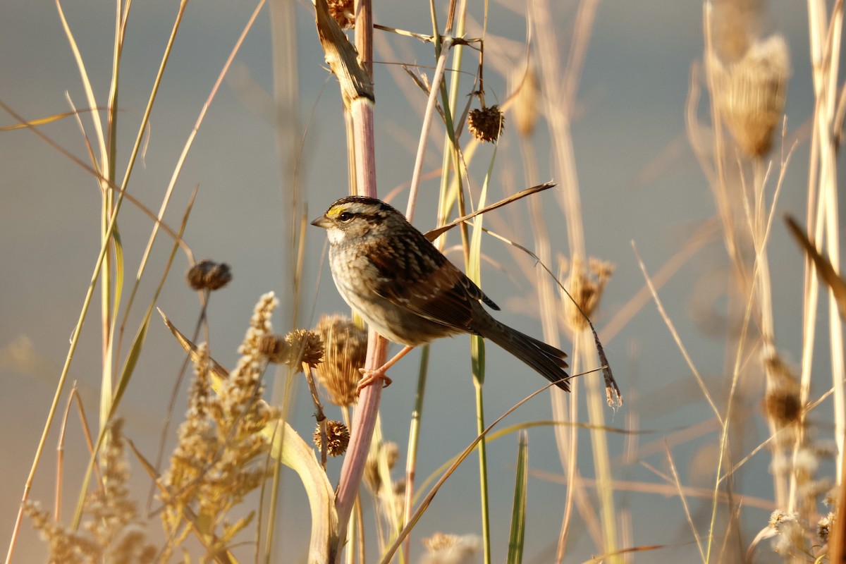 White-throated Sparrow - ML644315777