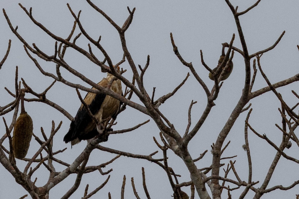Palm-nut Vulture - ML644315787
