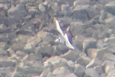 Black-legged Kittiwake - ML644315809