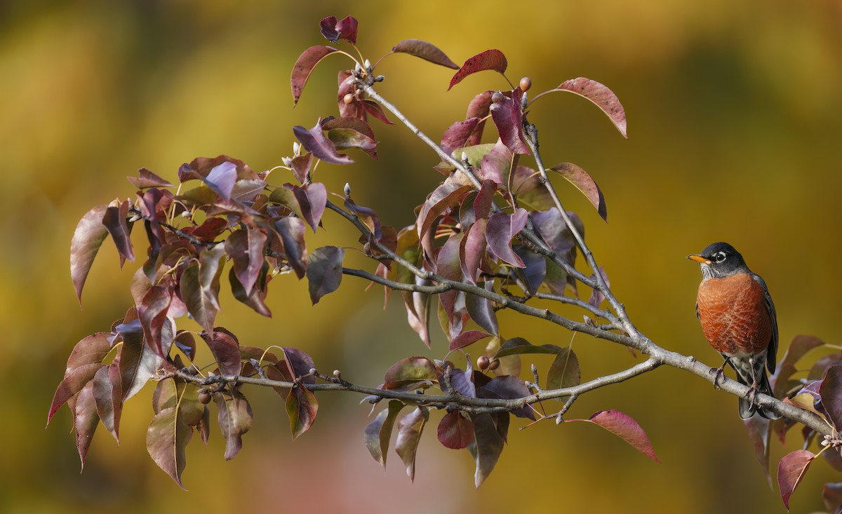 drozd stěhovavý - ML644315812