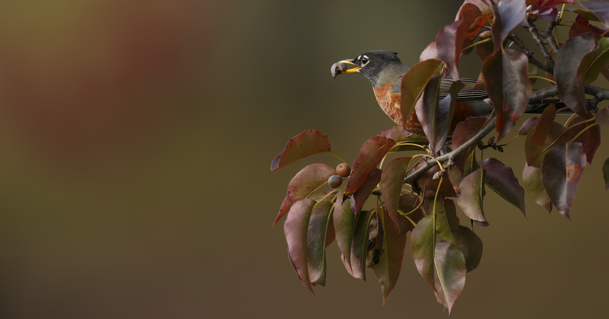 drozd stěhovavý - ML644315815