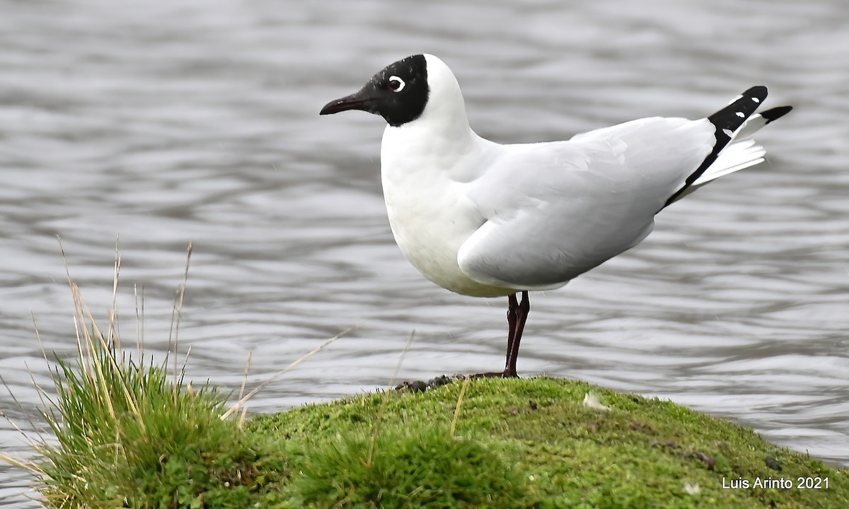 Mouette des Andes - ML644315824