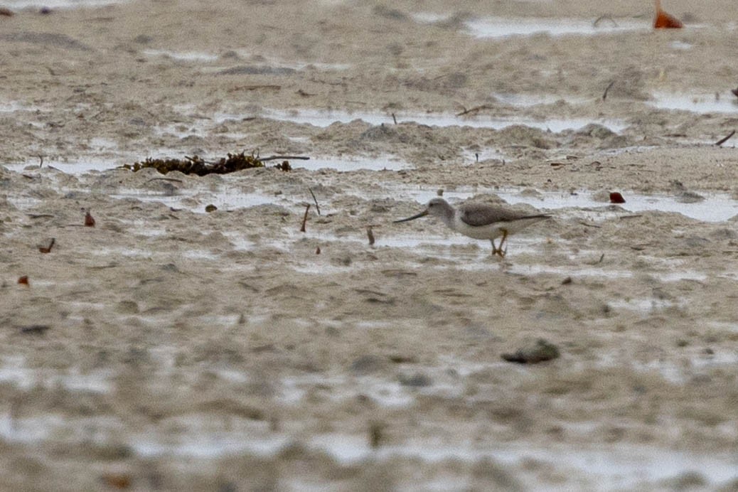 tereksnipe - ML644315826