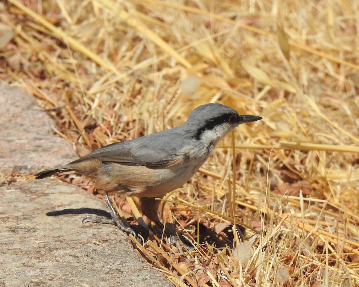 Sittelle de Neumayer - ML644315827