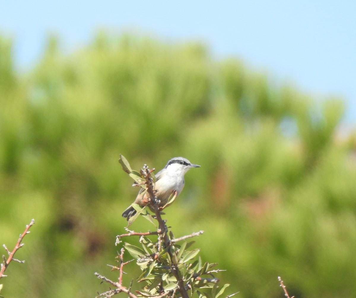 Sittelle de Neumayer - ML644315828