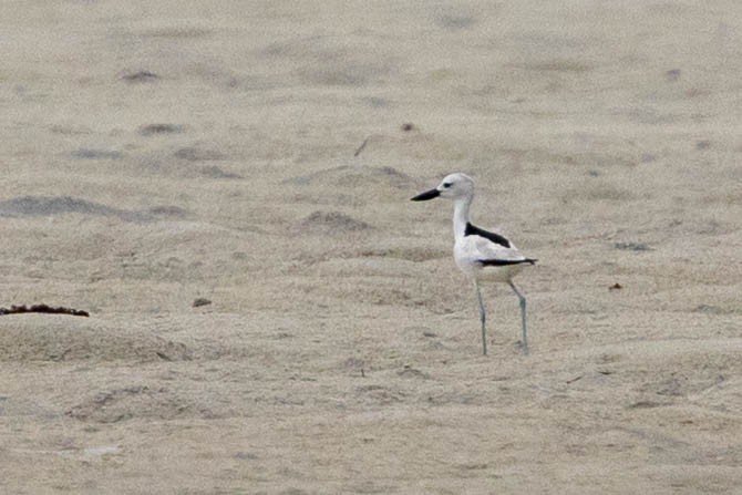 Crab-Plover - ML644315829