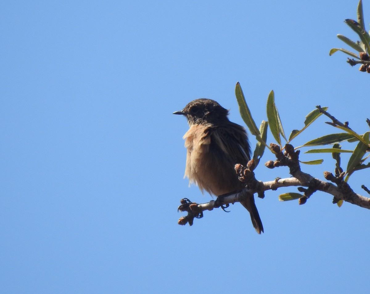 European Stonechat - ML644315832