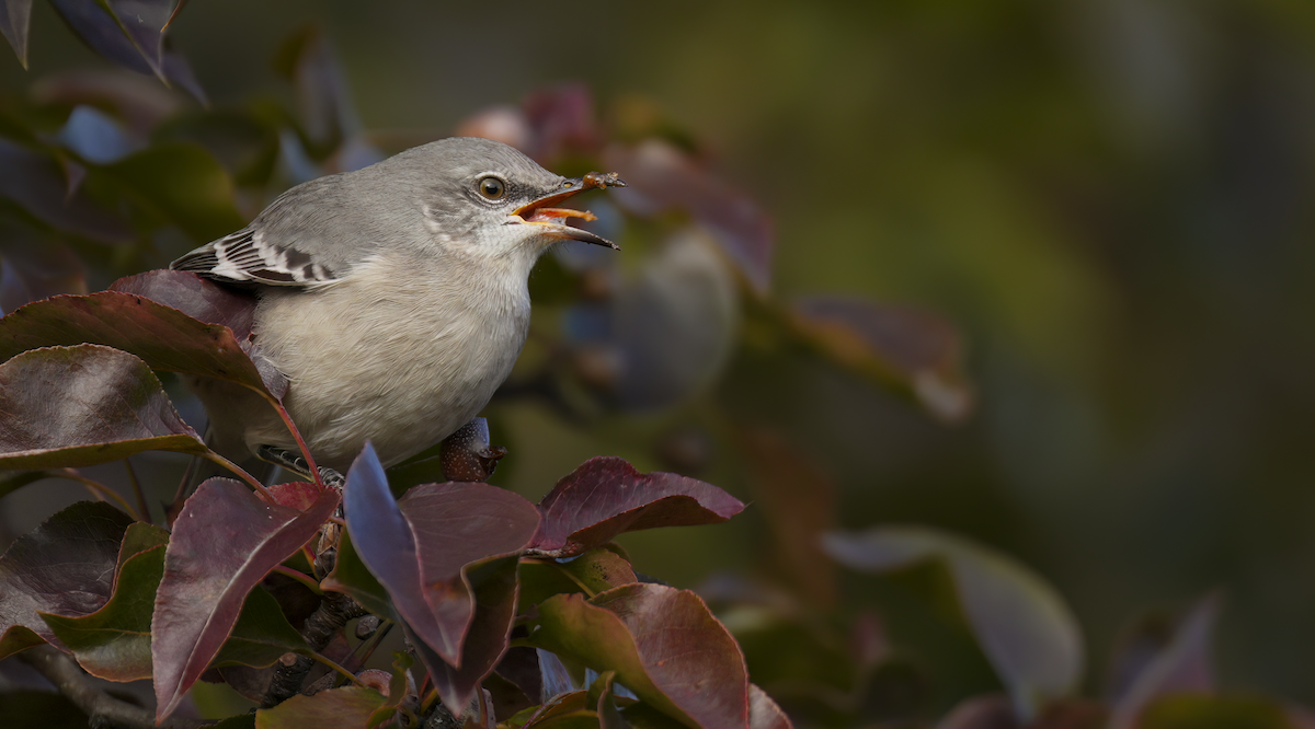 drozdec mnohohlasý - ML644315833