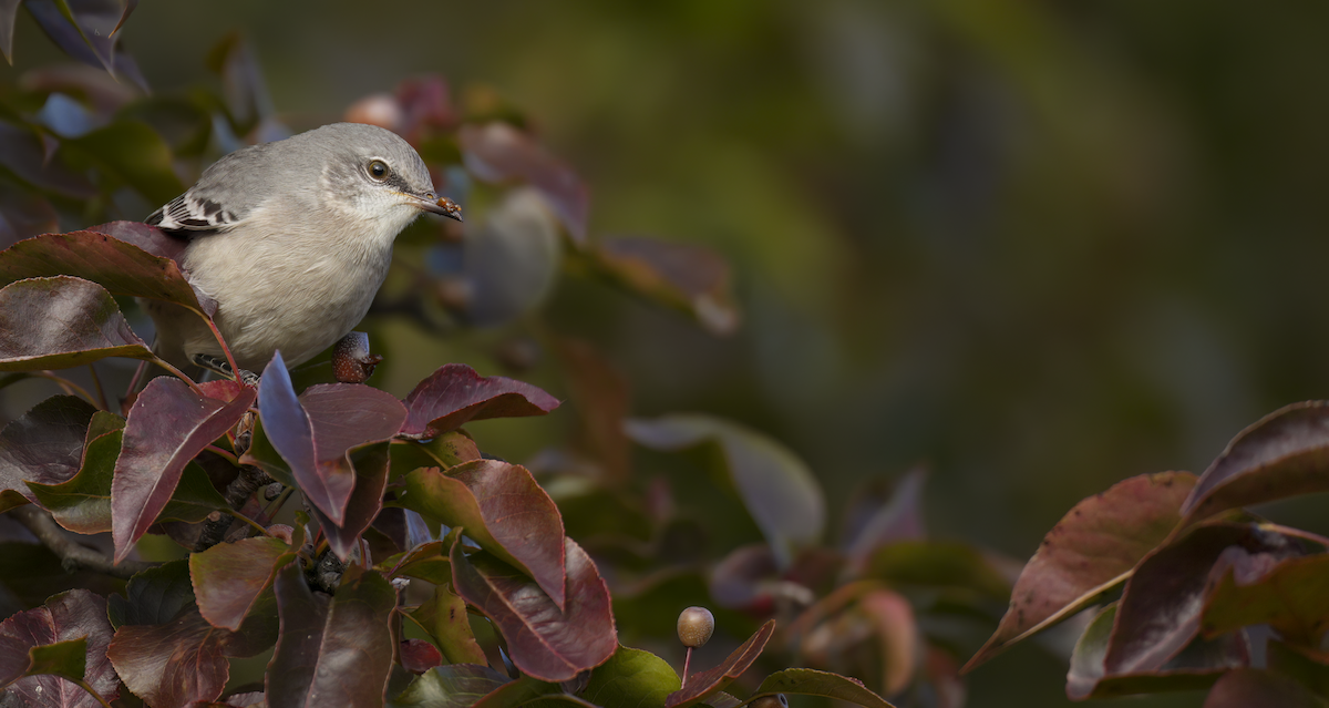 drozdec mnohohlasý - ML644315836