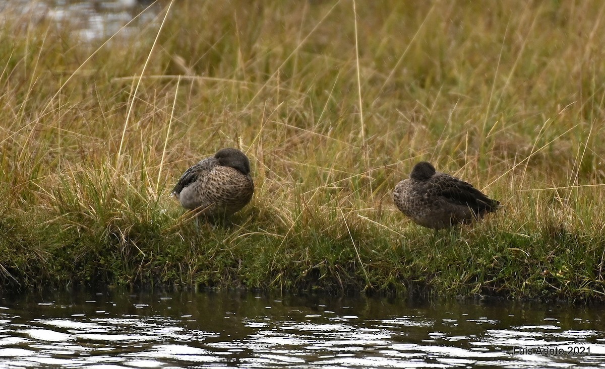 Sarcelle des Andes - ML644315839