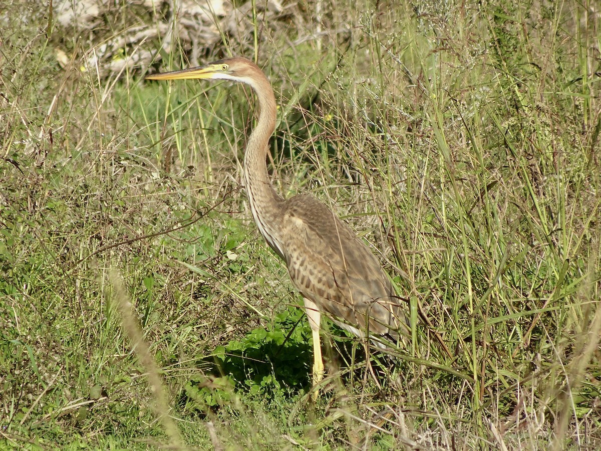 Purple Heron - ML644315840