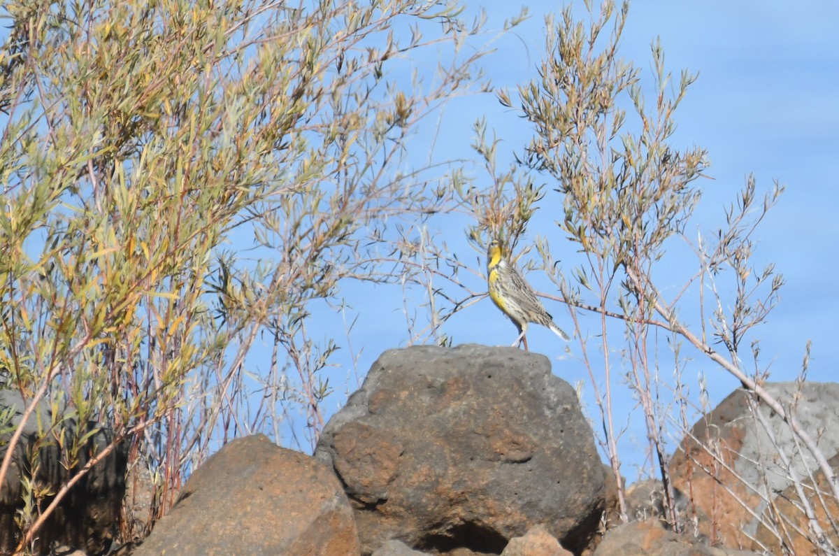 prærielerketrupial - ML644315850