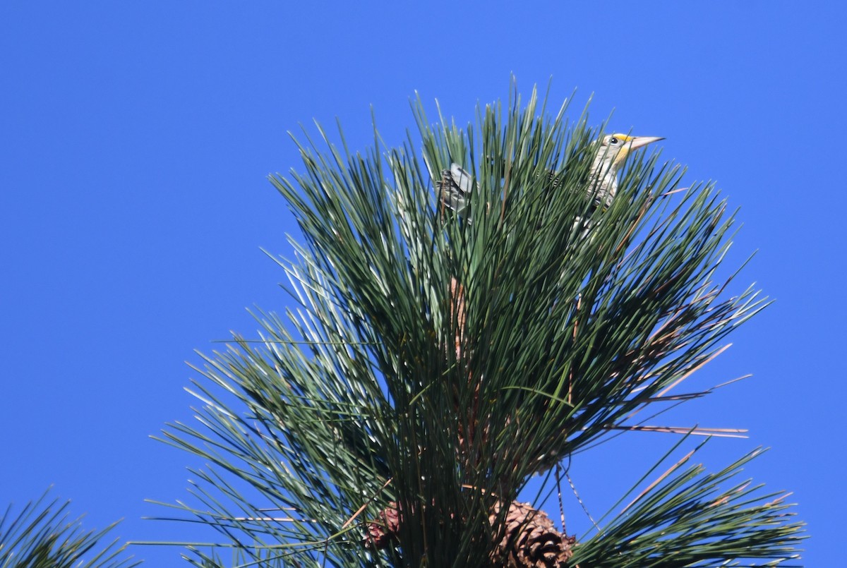 prærielerketrupial - ML644315851