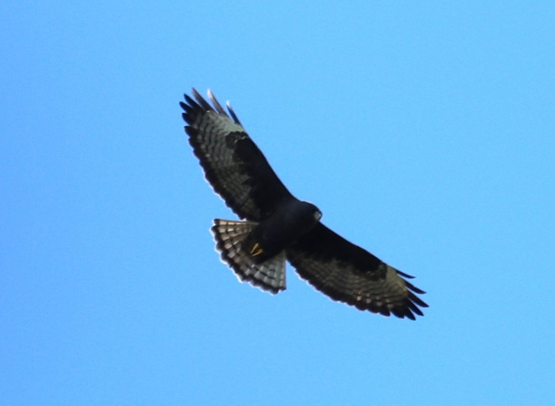 Short-tailed Hawk - ML644315855