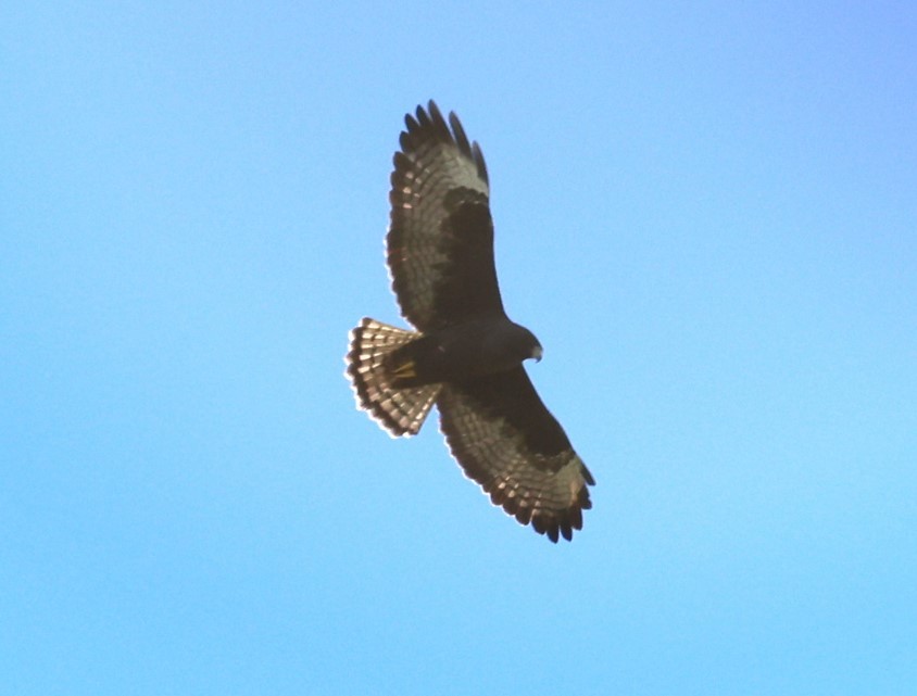 Short-tailed Hawk - ML644315856