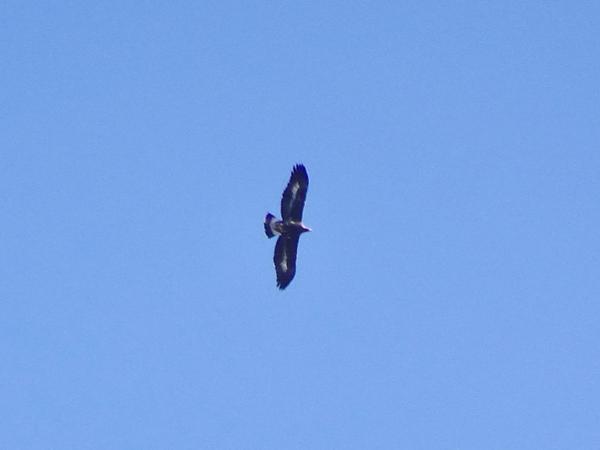 Golden Eagle - ML644315860