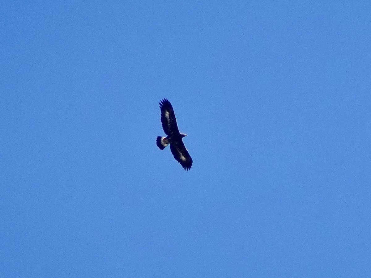 Golden Eagle - ML644315861