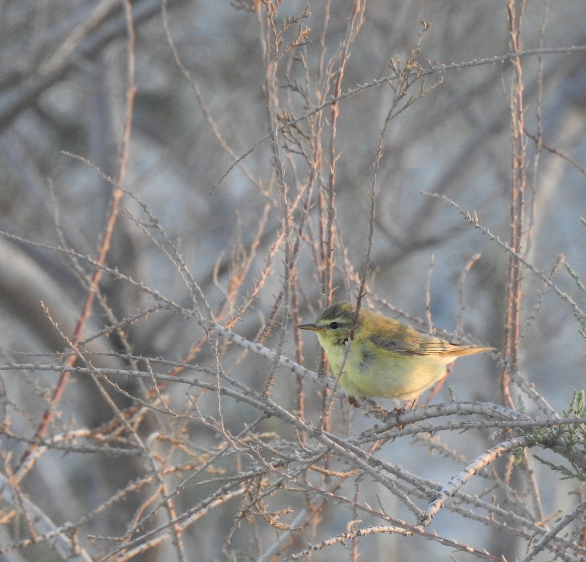 løvsanger - ML644315871