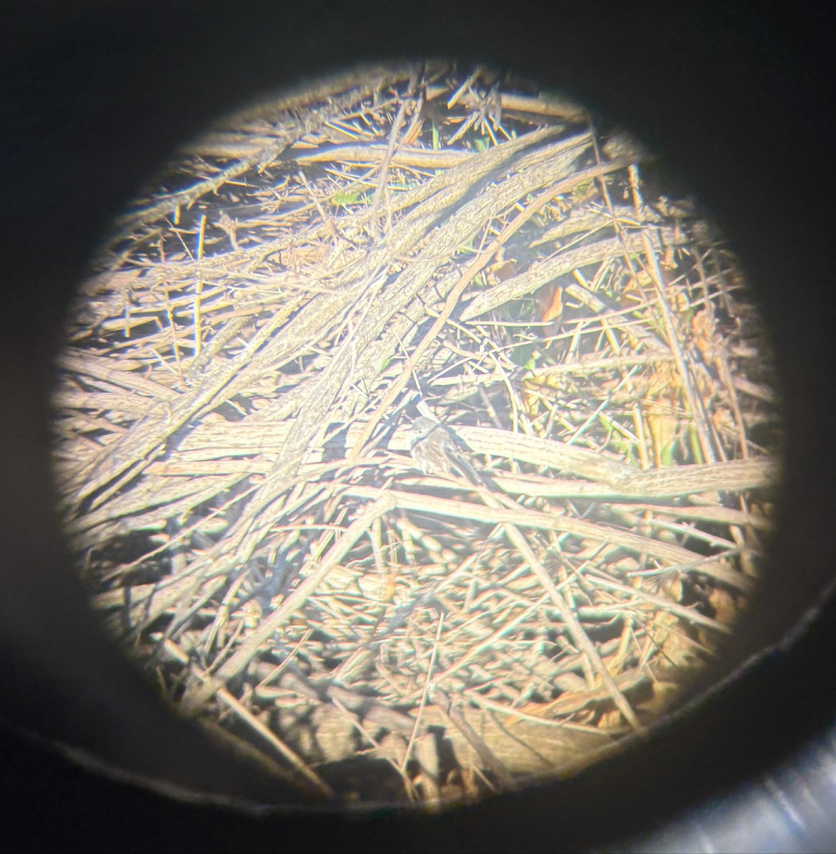 カリフォルニアブユムシクイ - ML644315873