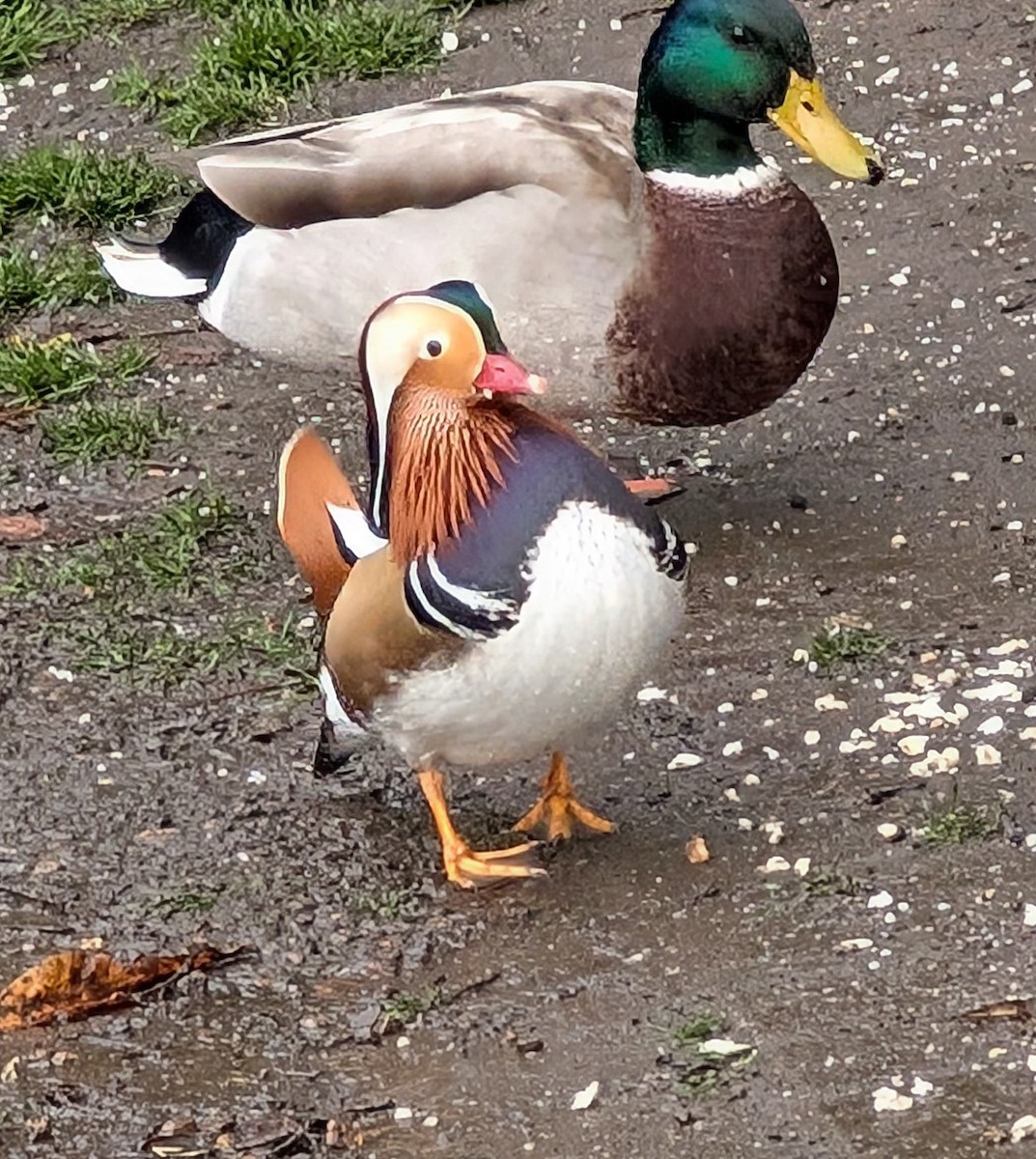 Pato Mandarín - ML644315877