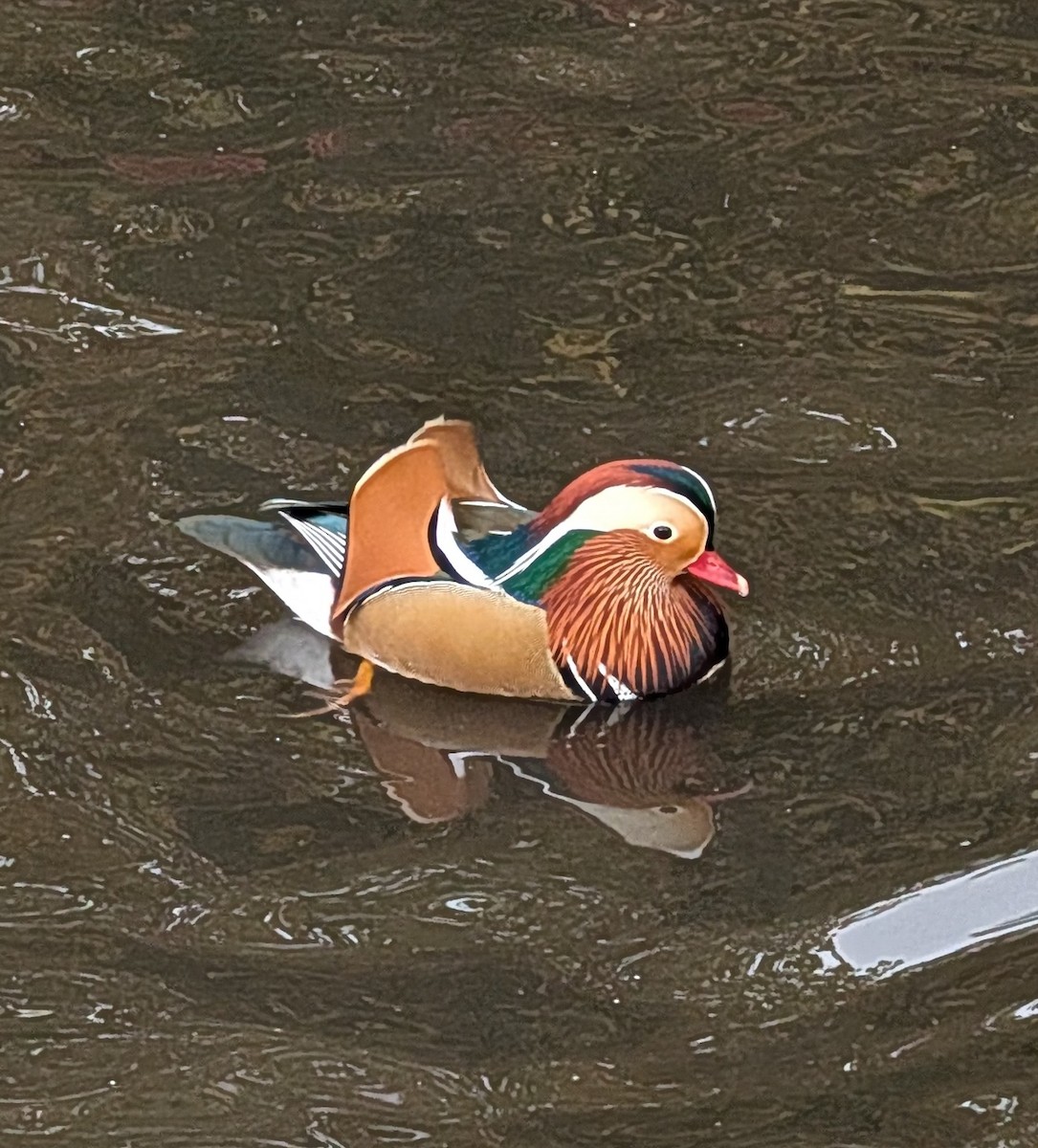 Pato Mandarín - ML644315878