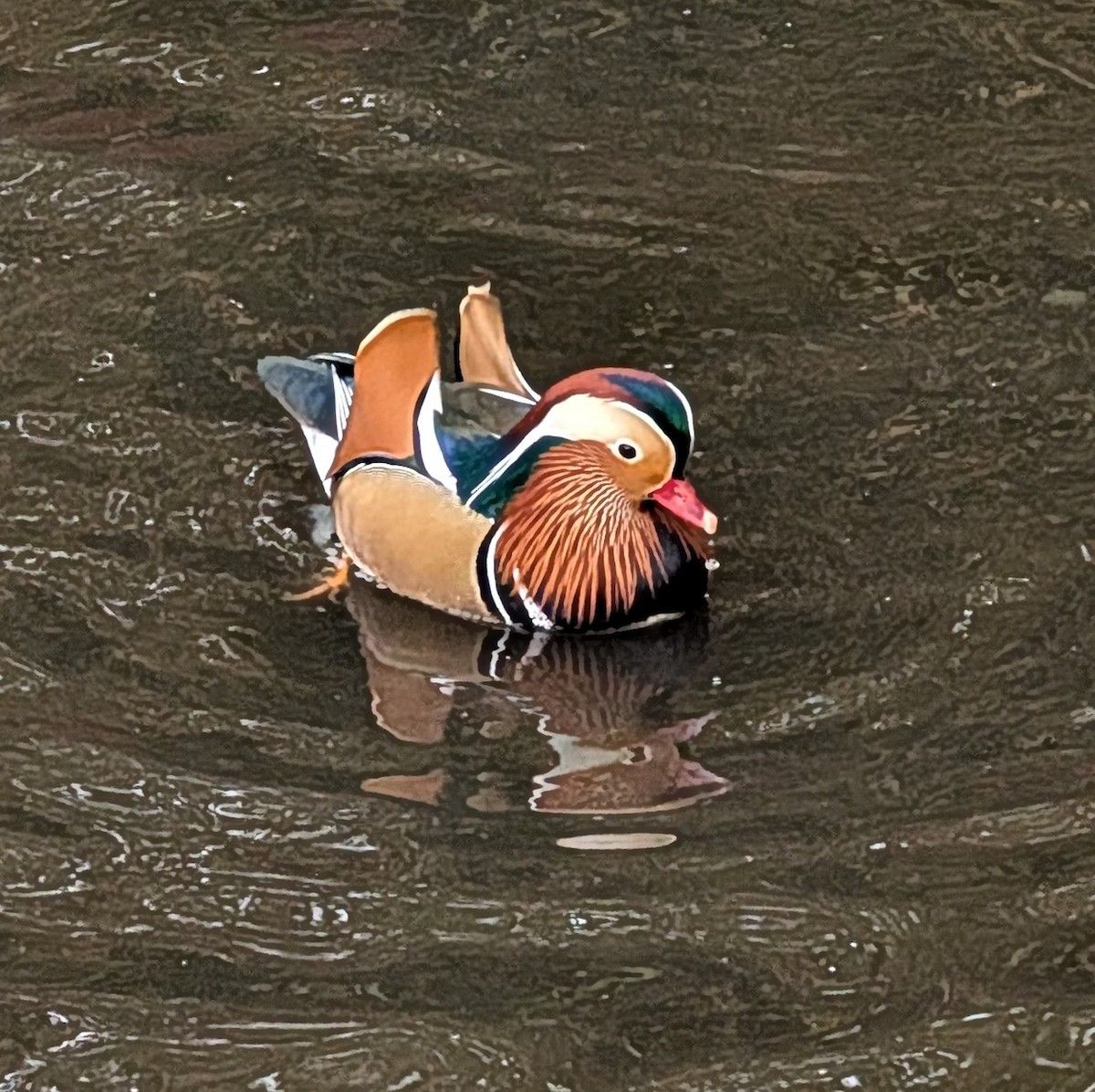 Pato Mandarín - ML644315879