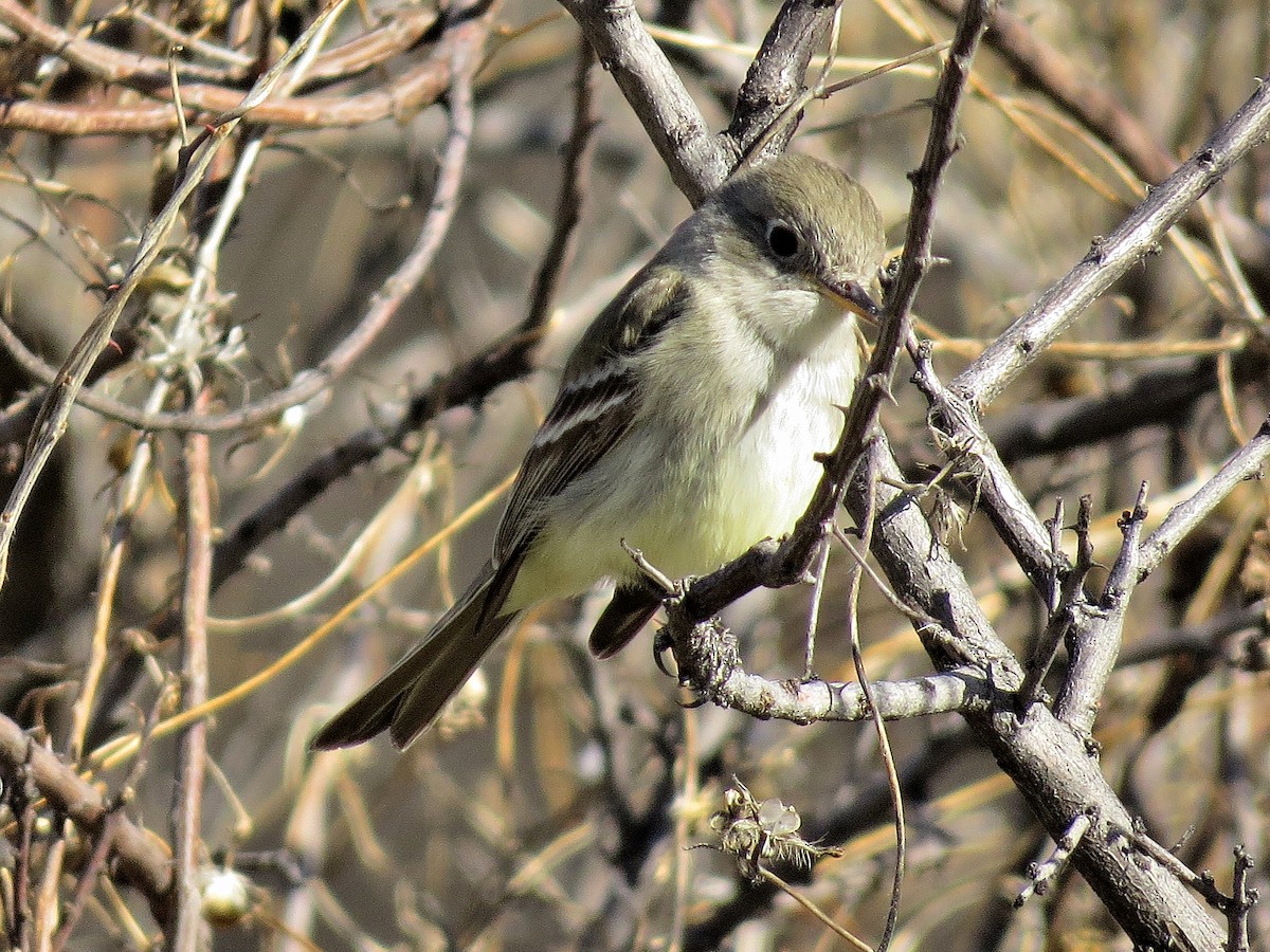 Moucherolle gris - ML644315880