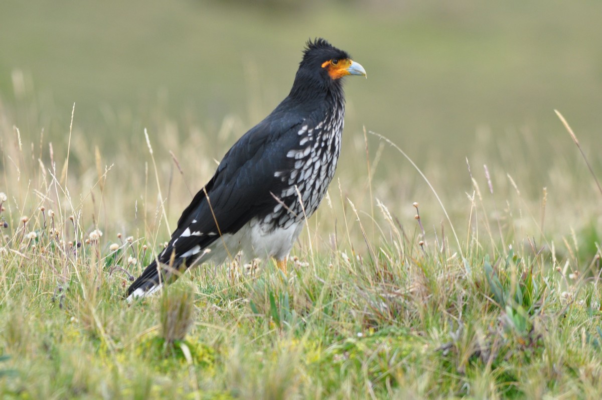 Carunculated Caracara - ML644315887