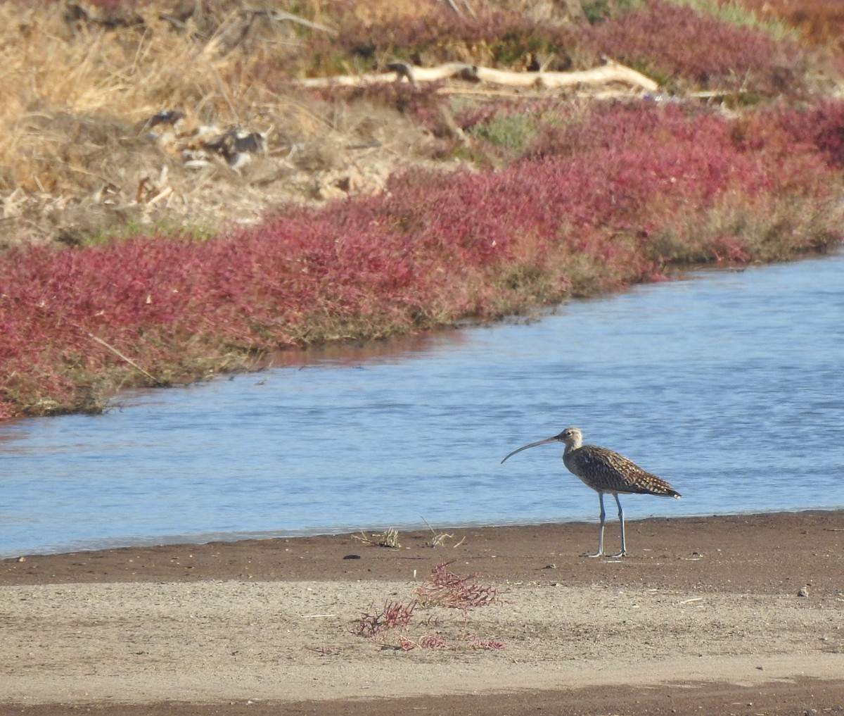 storspove - ML644315900