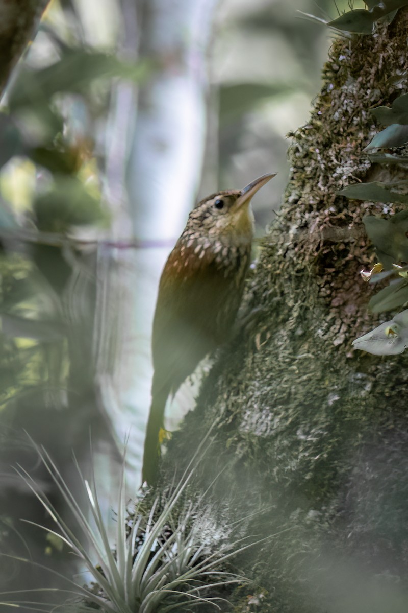 Grimpar brun - ML644315902