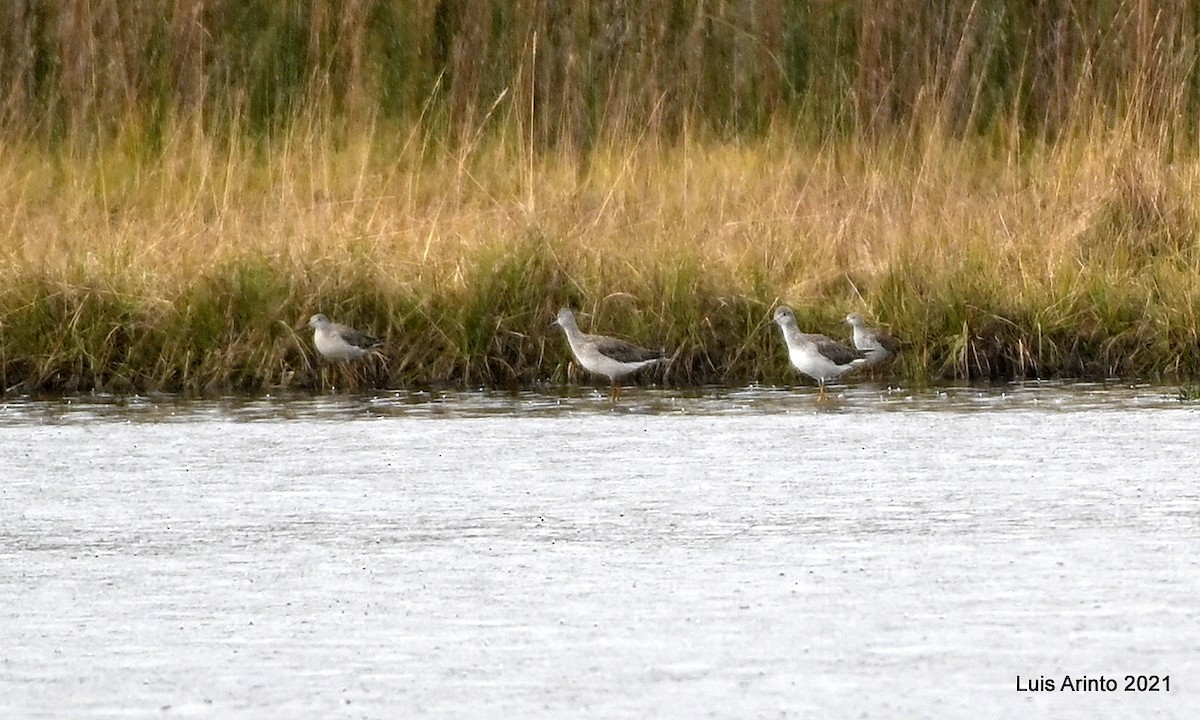 Grand Chevalier - ML644315909