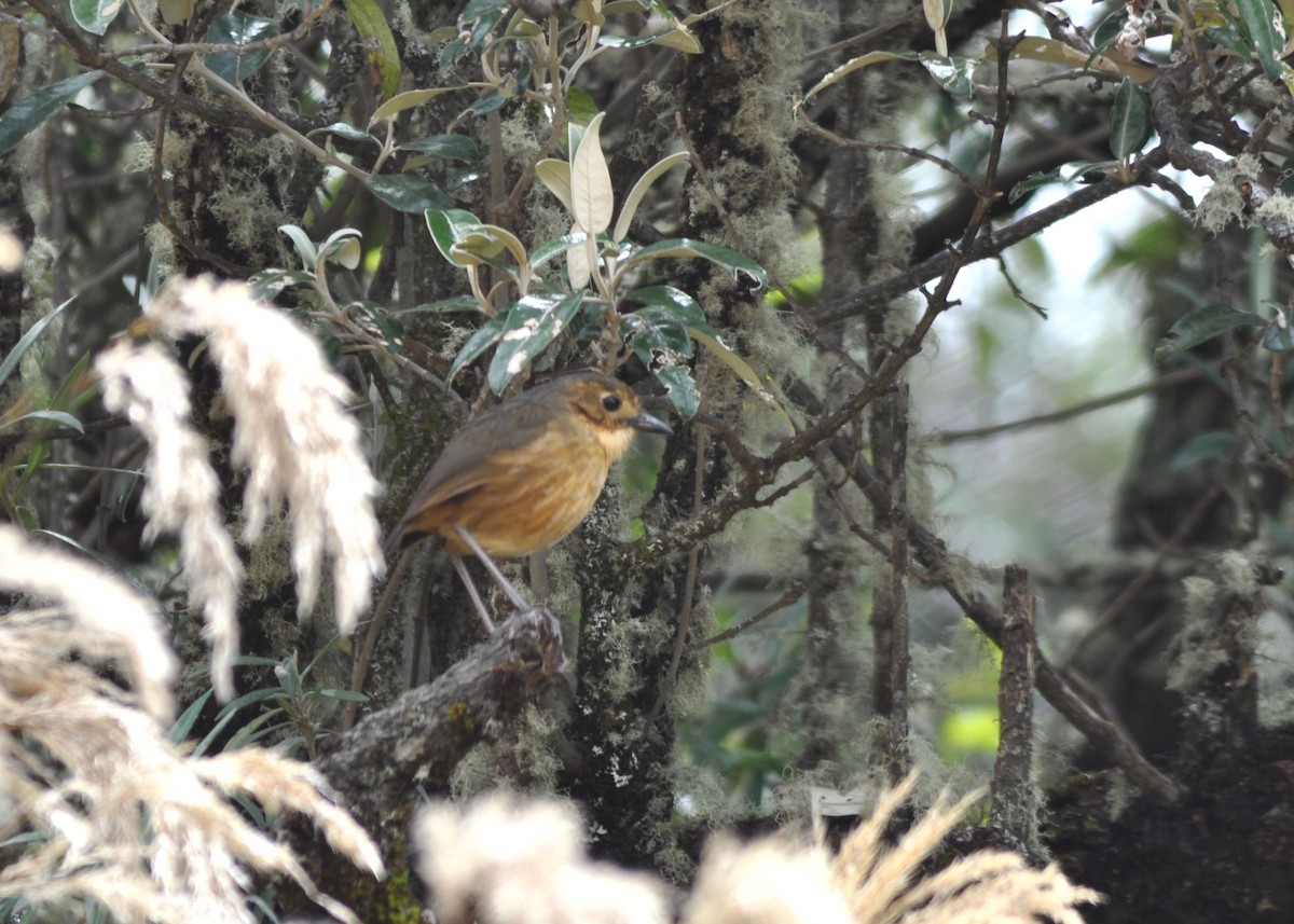 Tawny Antpitta - ML644315910