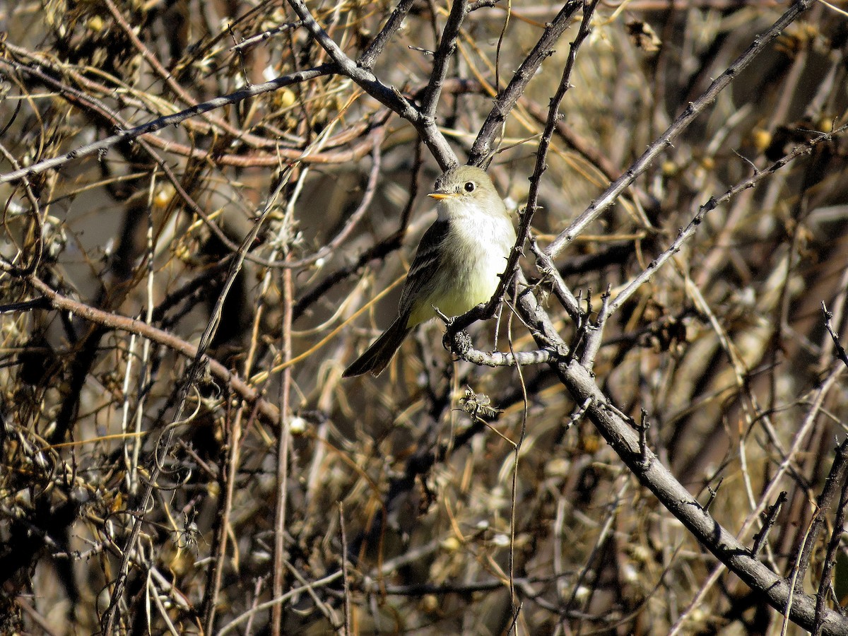 Moucherolle gris - ML644315912