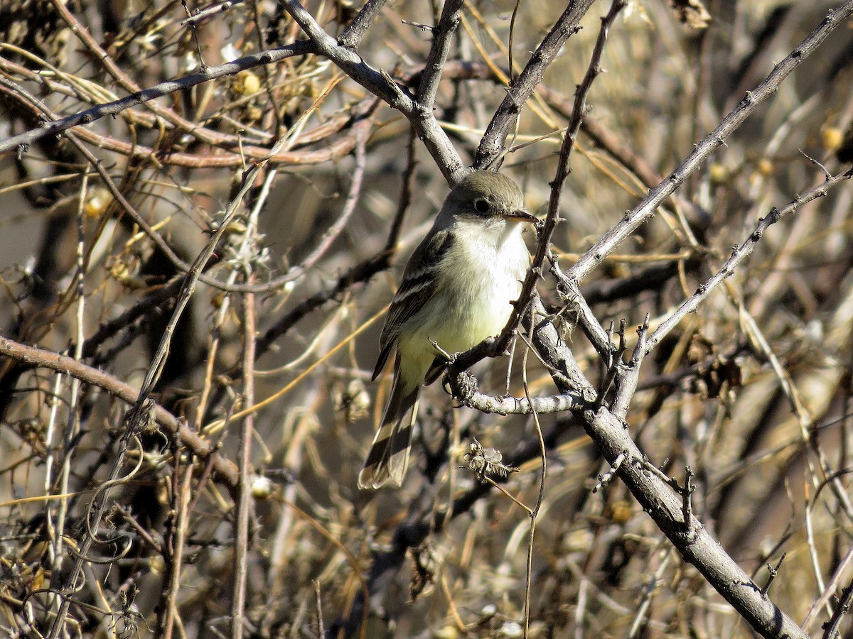 Moucherolle gris - ML644315919