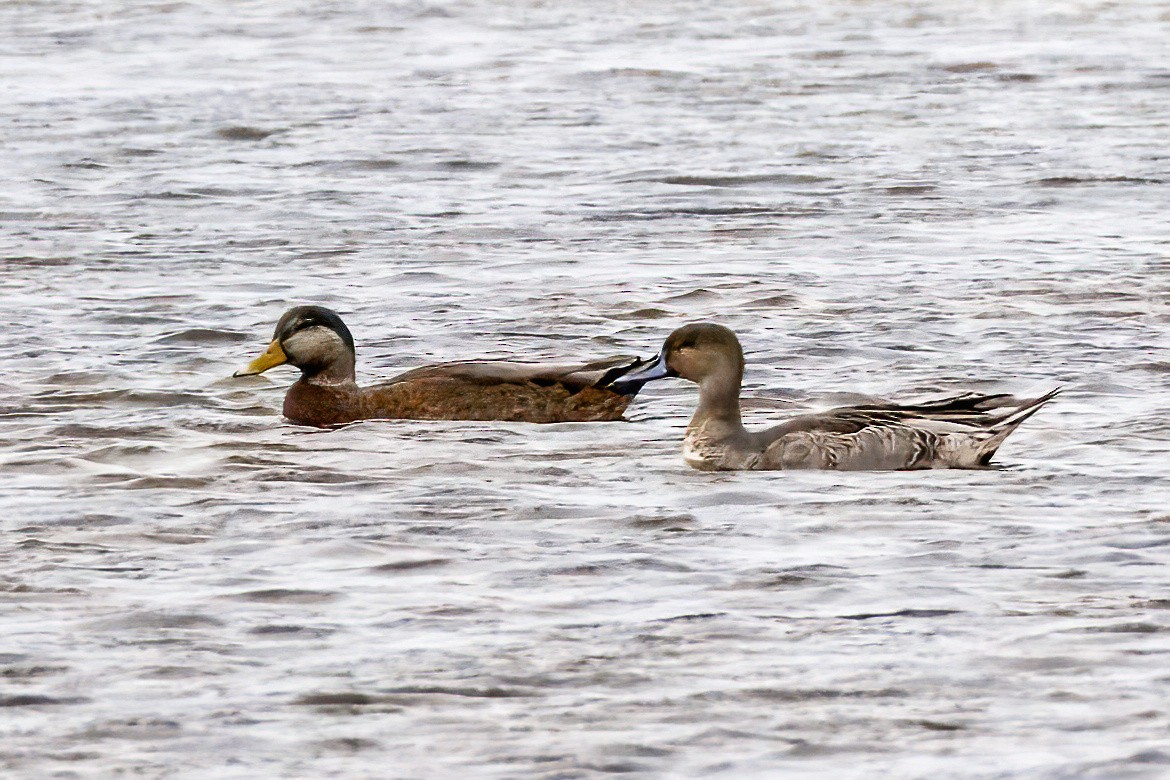 Mallard x American Black Duck (hybrid) - ML644315921