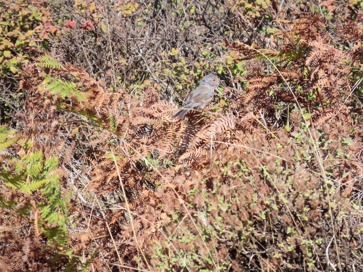 Magnanina comune - ML644315939