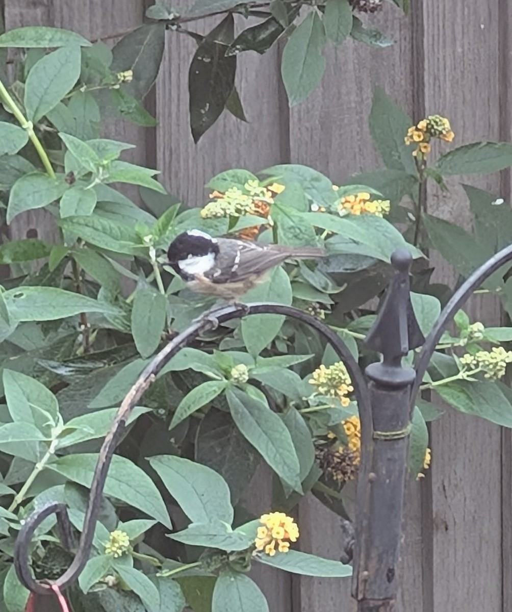 ヒガラ - ML644315942