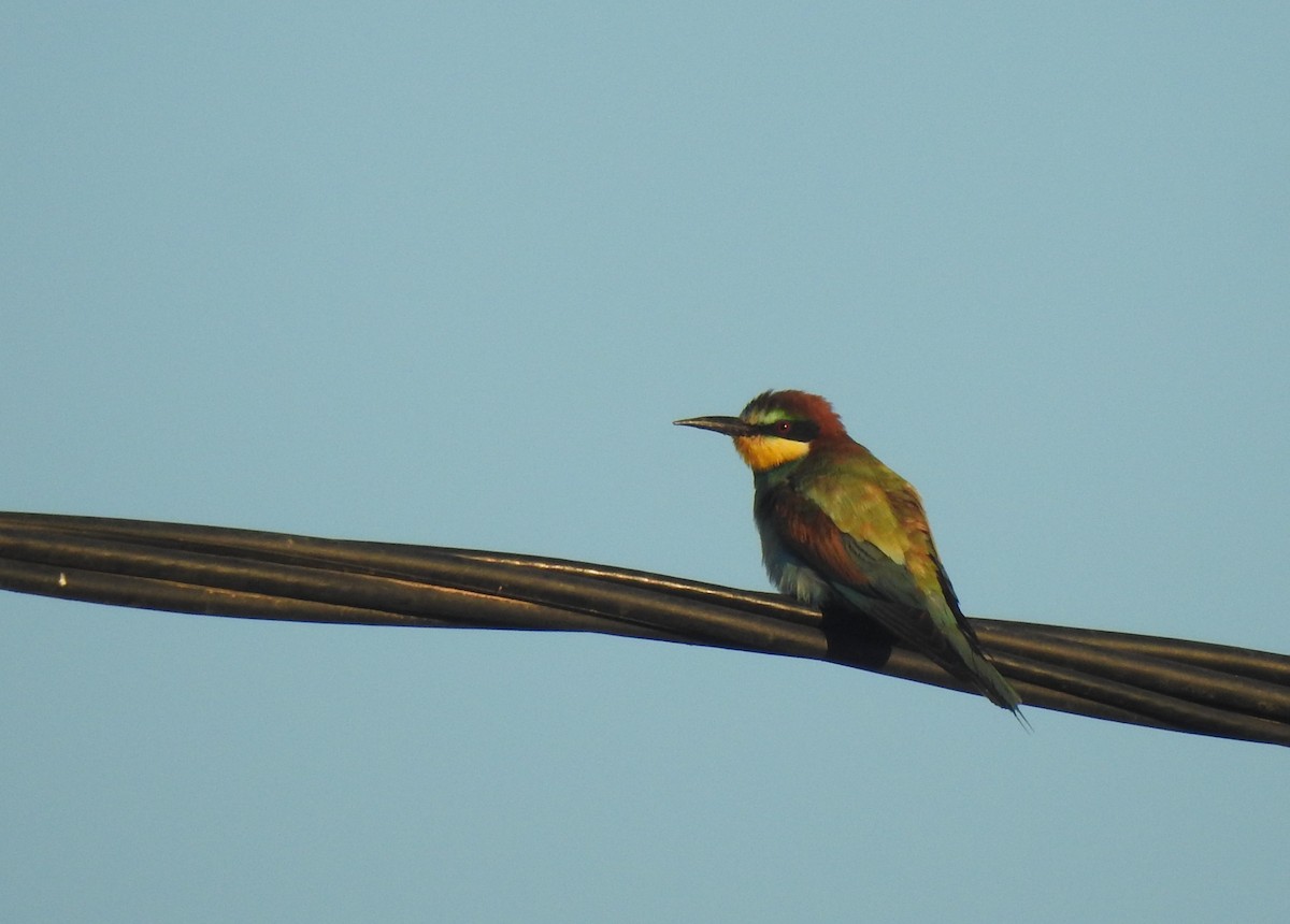 bieter - ML644315952