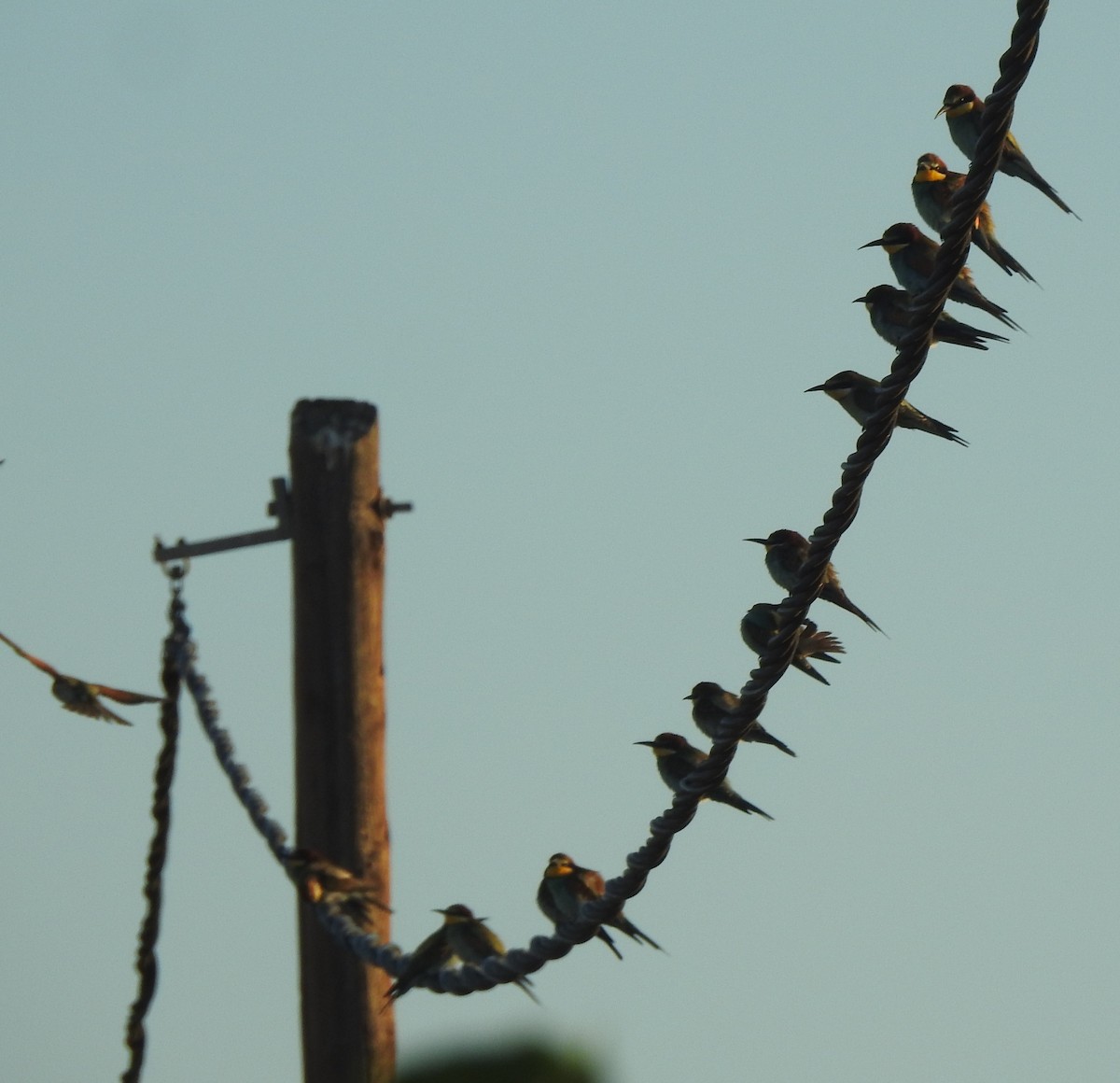 bieter - ML644315953